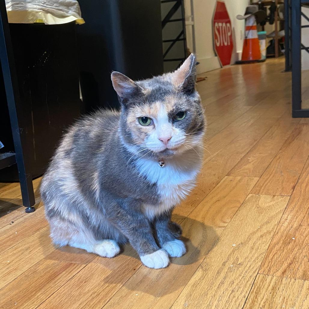 Enlarge Onyx, a Adoptable Domestic Short Hair in New York, NY image 6/6