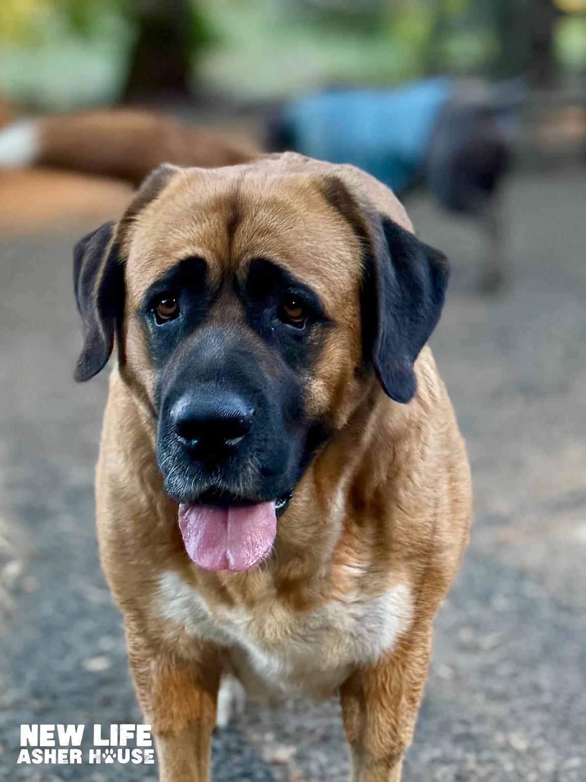Lyza & Lady, Adoptable, Adult Female Golden Retriever & Mastiff.