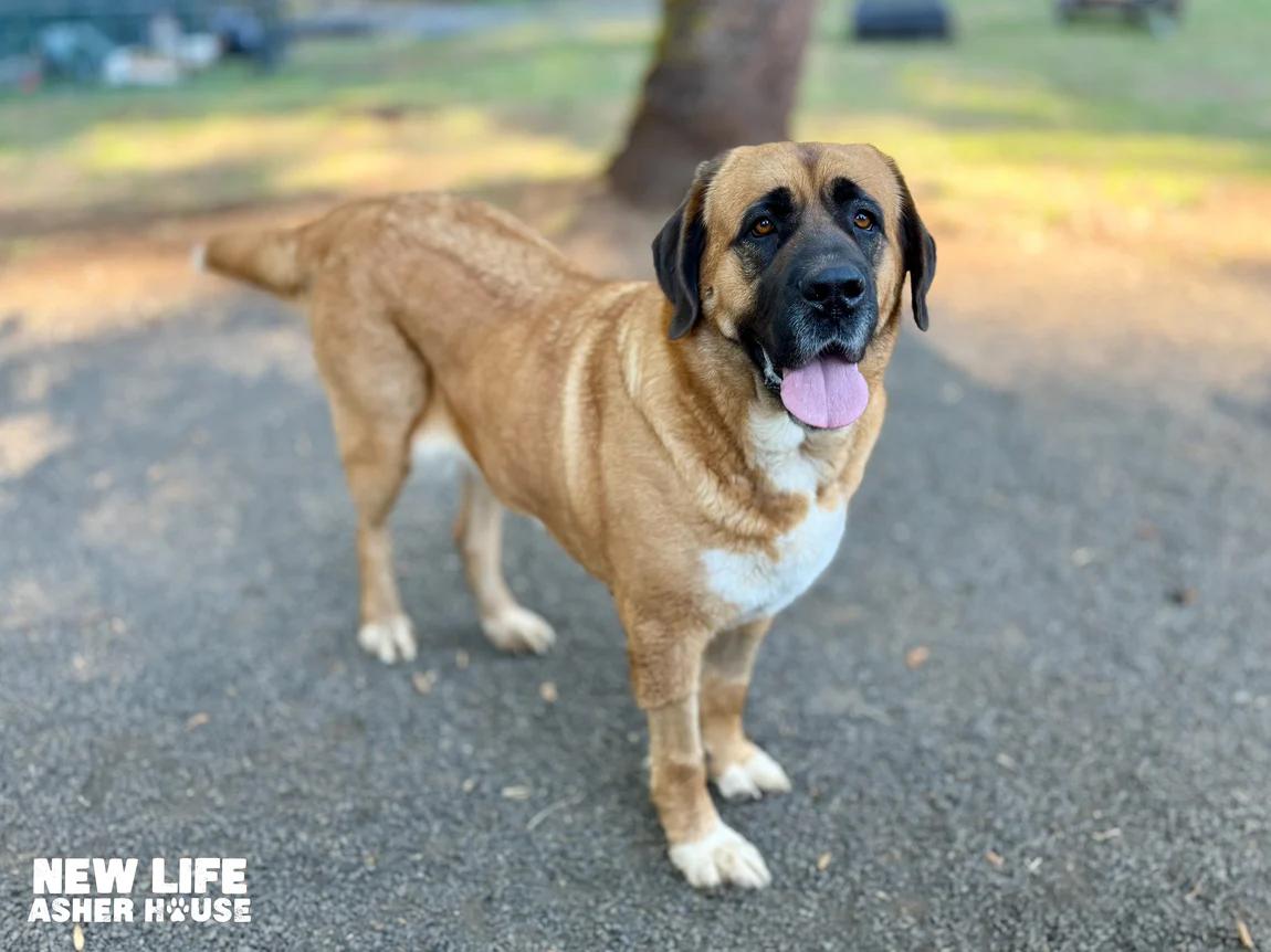 Lyza & Lady, a Adoptable mixed breed in Portland, OR image 2/5