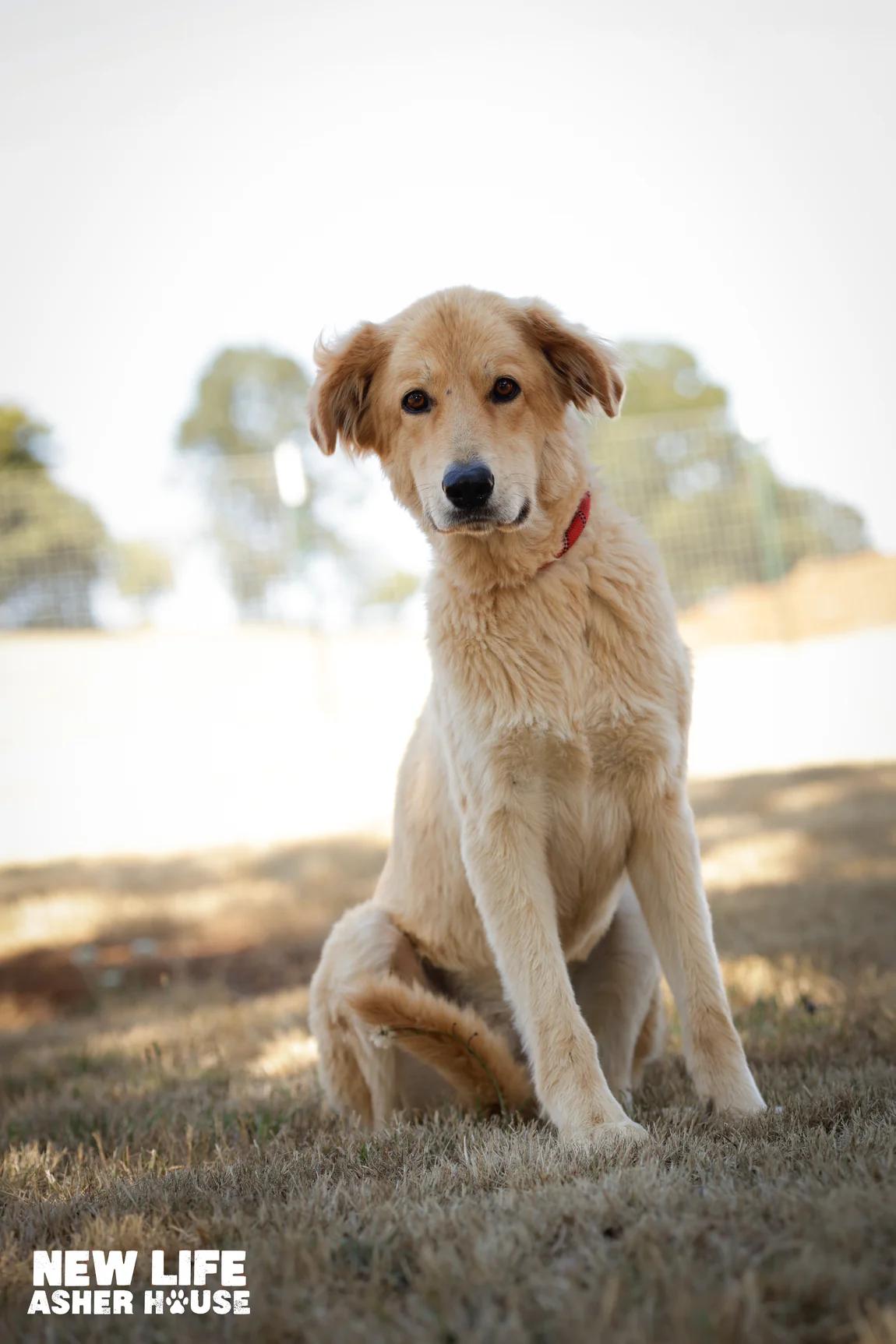 Lyza & Lady, a Adoptable mixed breed in Portland, OR image 3/5