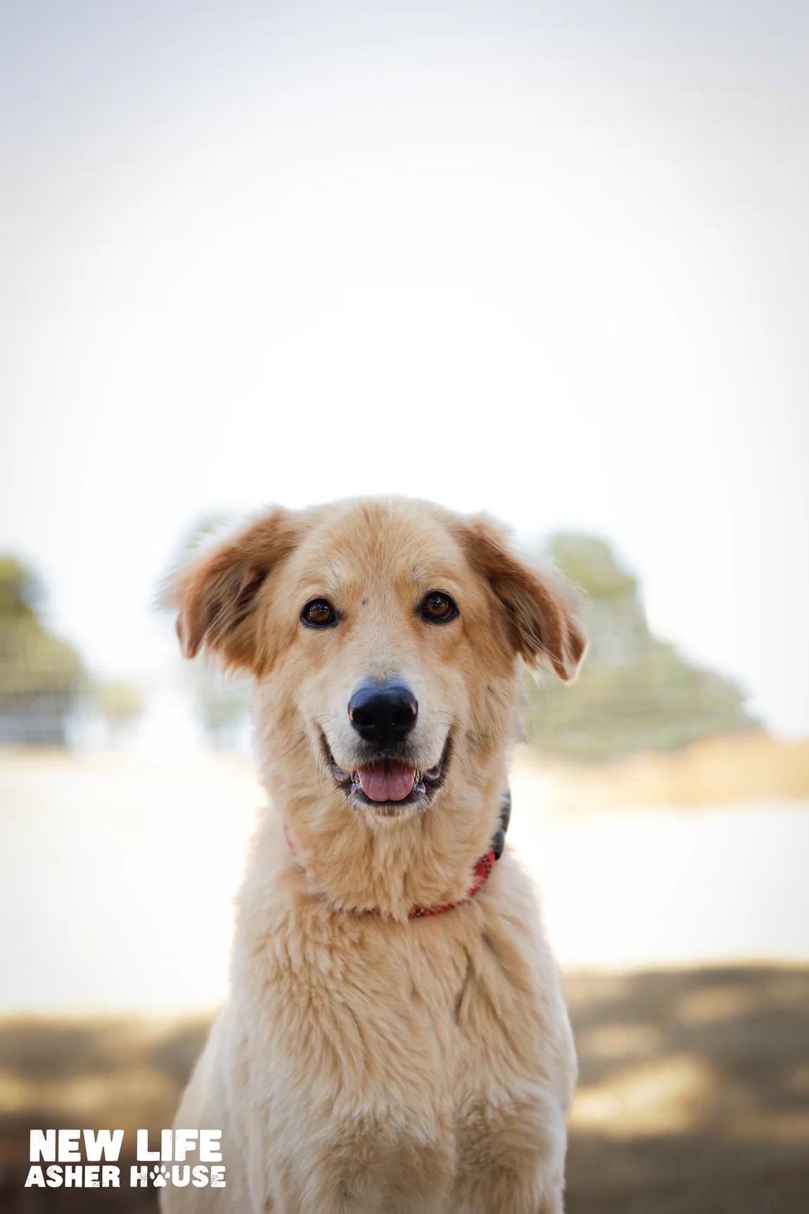 Lyza & Lady, a Adoptable mixed breed in Portland, OR image 4/5