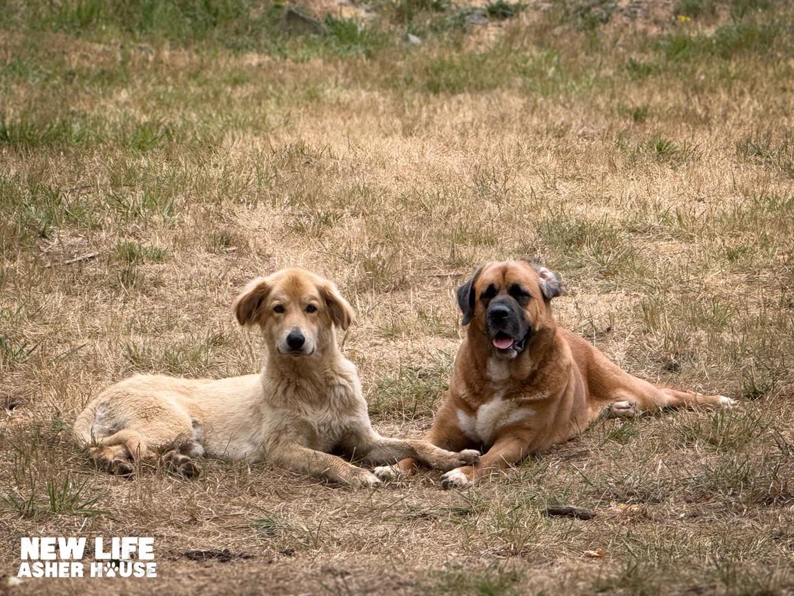 Lyza & Lady, a Adoptable mixed breed in Portland, OR image 5/5