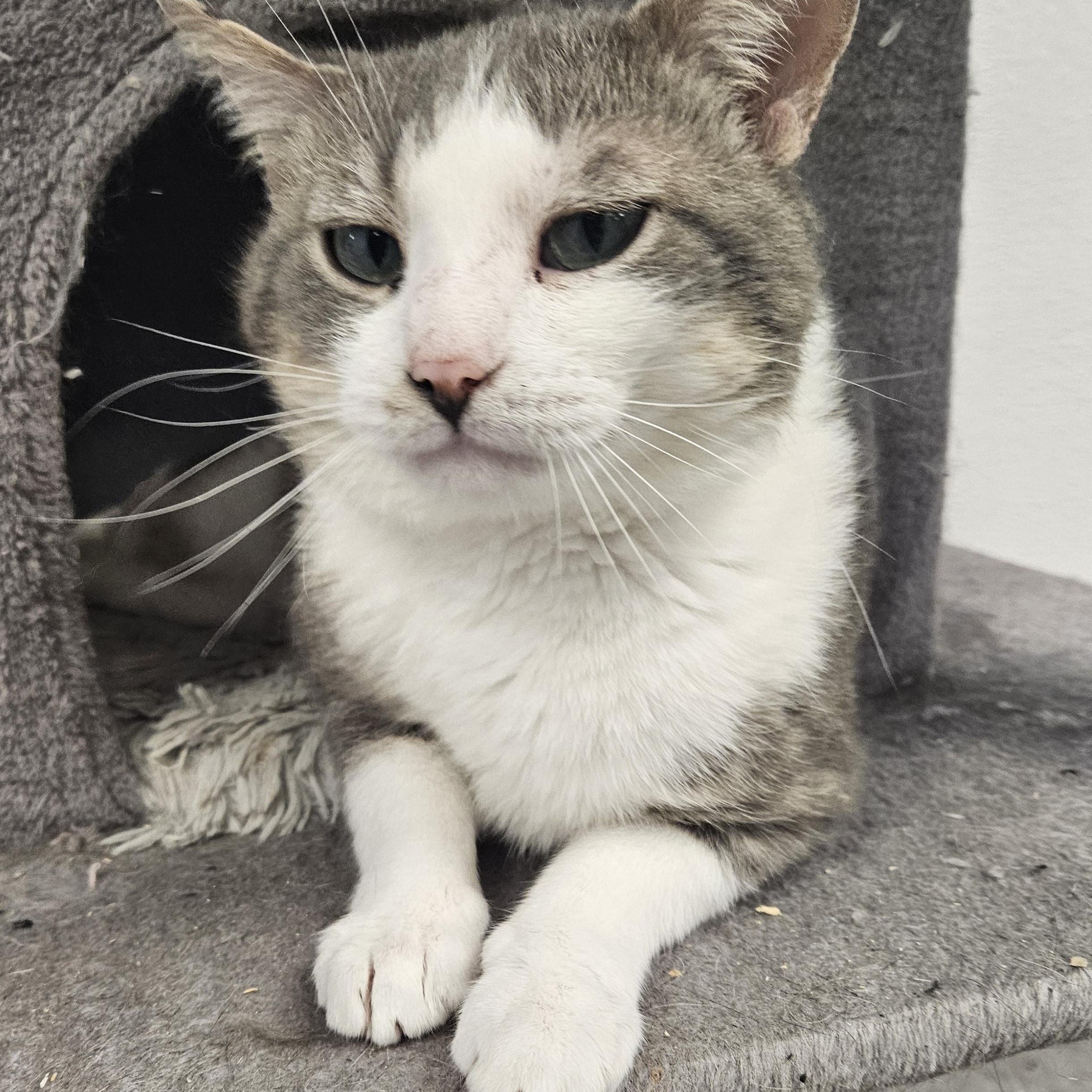 Bilbo, Adult Male unknown