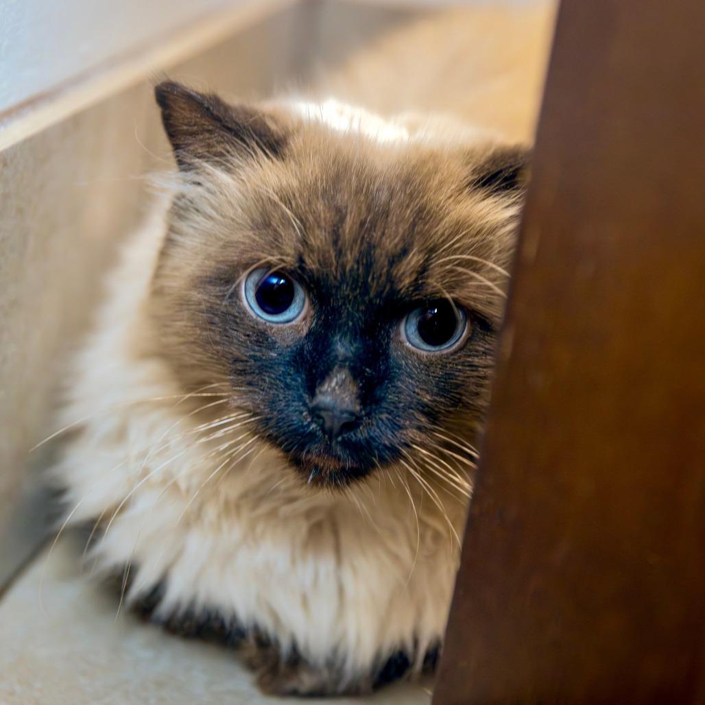 Giselle, Adoptable, Young Female Domestic Long Hair.