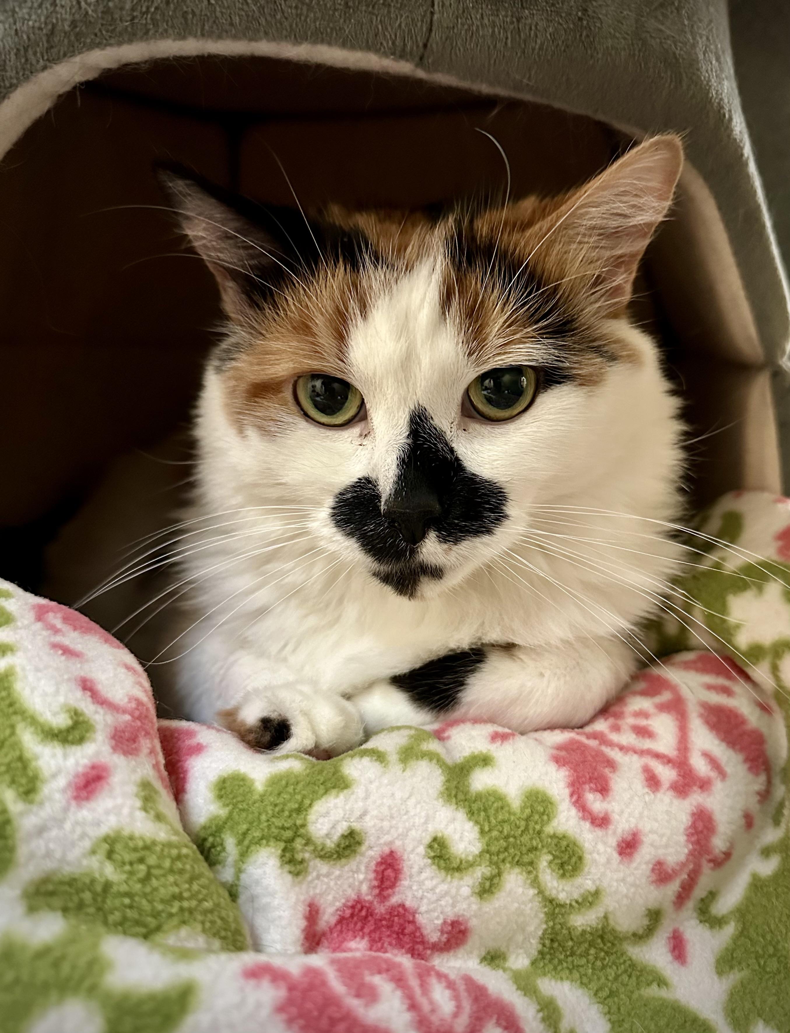 Penny, Adult Female Domestic Medium Hair