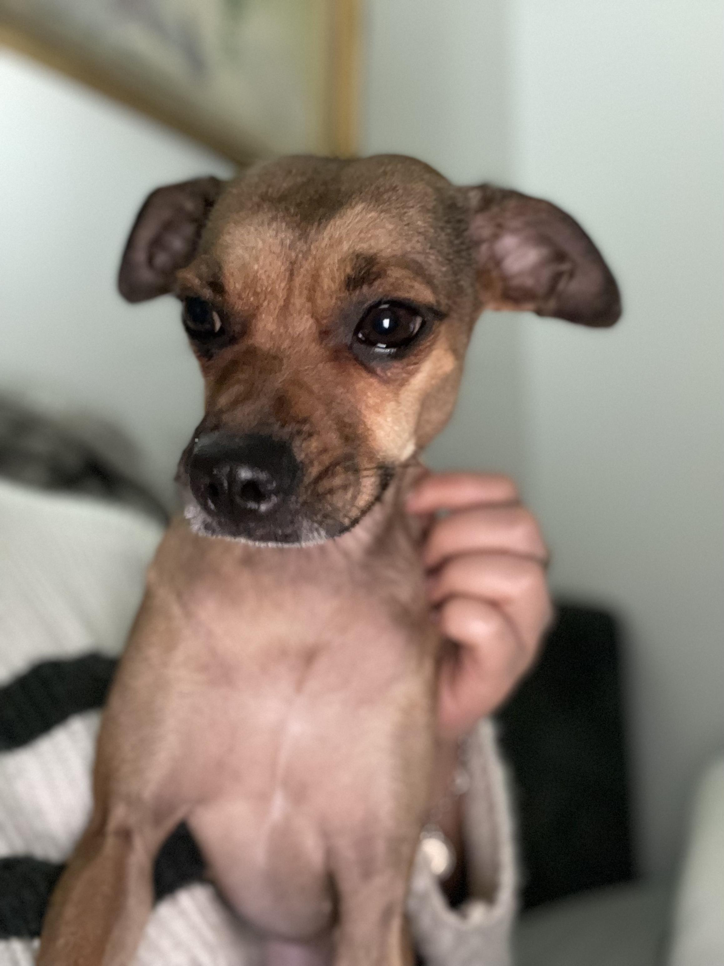 Lola, a Adoptable mixed breed in Astoria , NY image 1/6