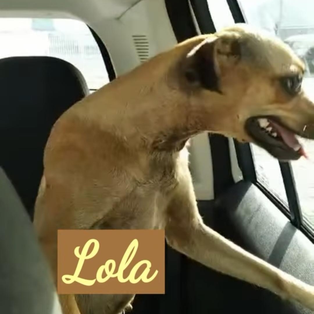Lola, Young Female Chihuahua