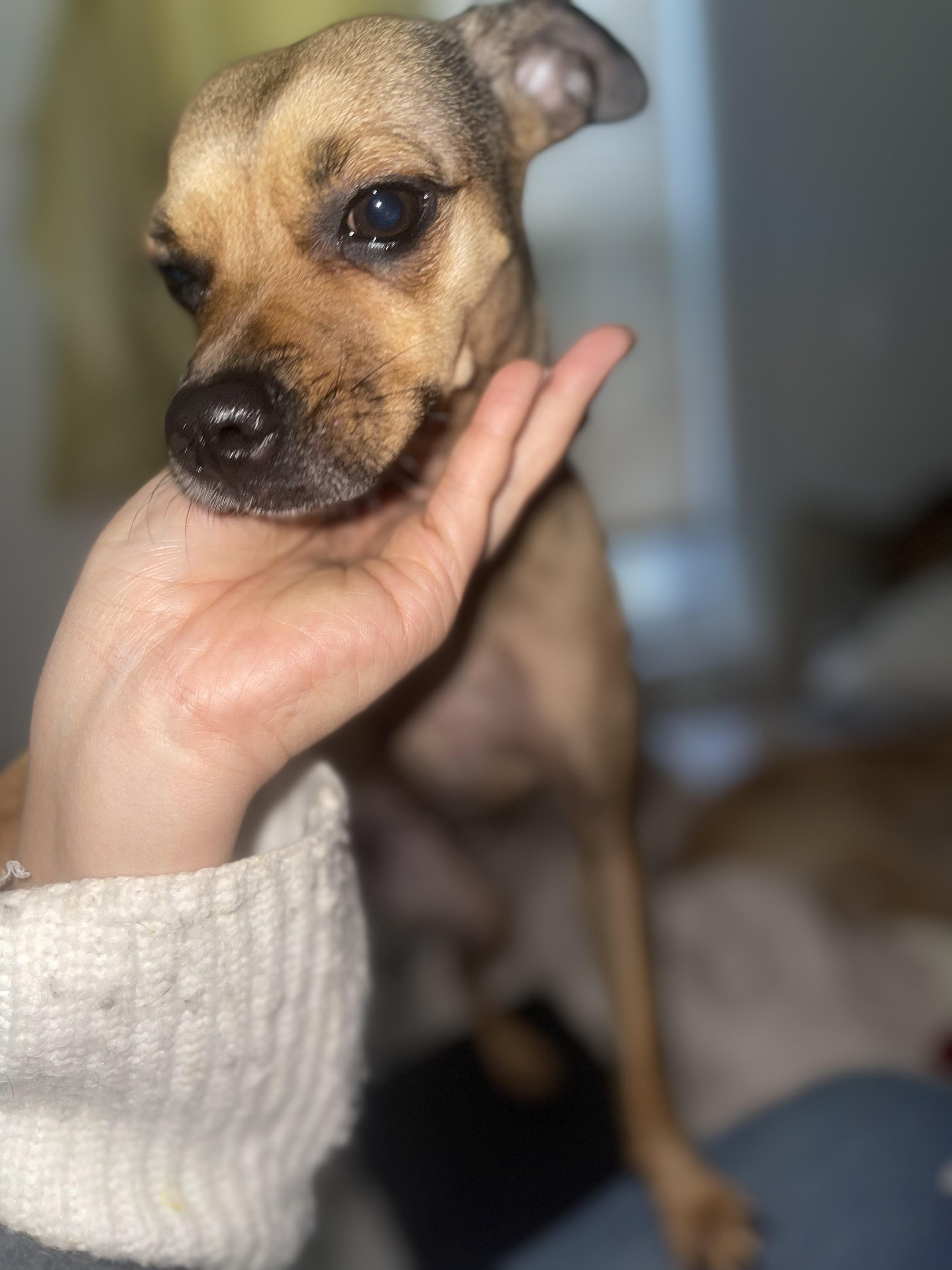 Lola, a Adoptable mixed breed in Astoria , NY image 2/6