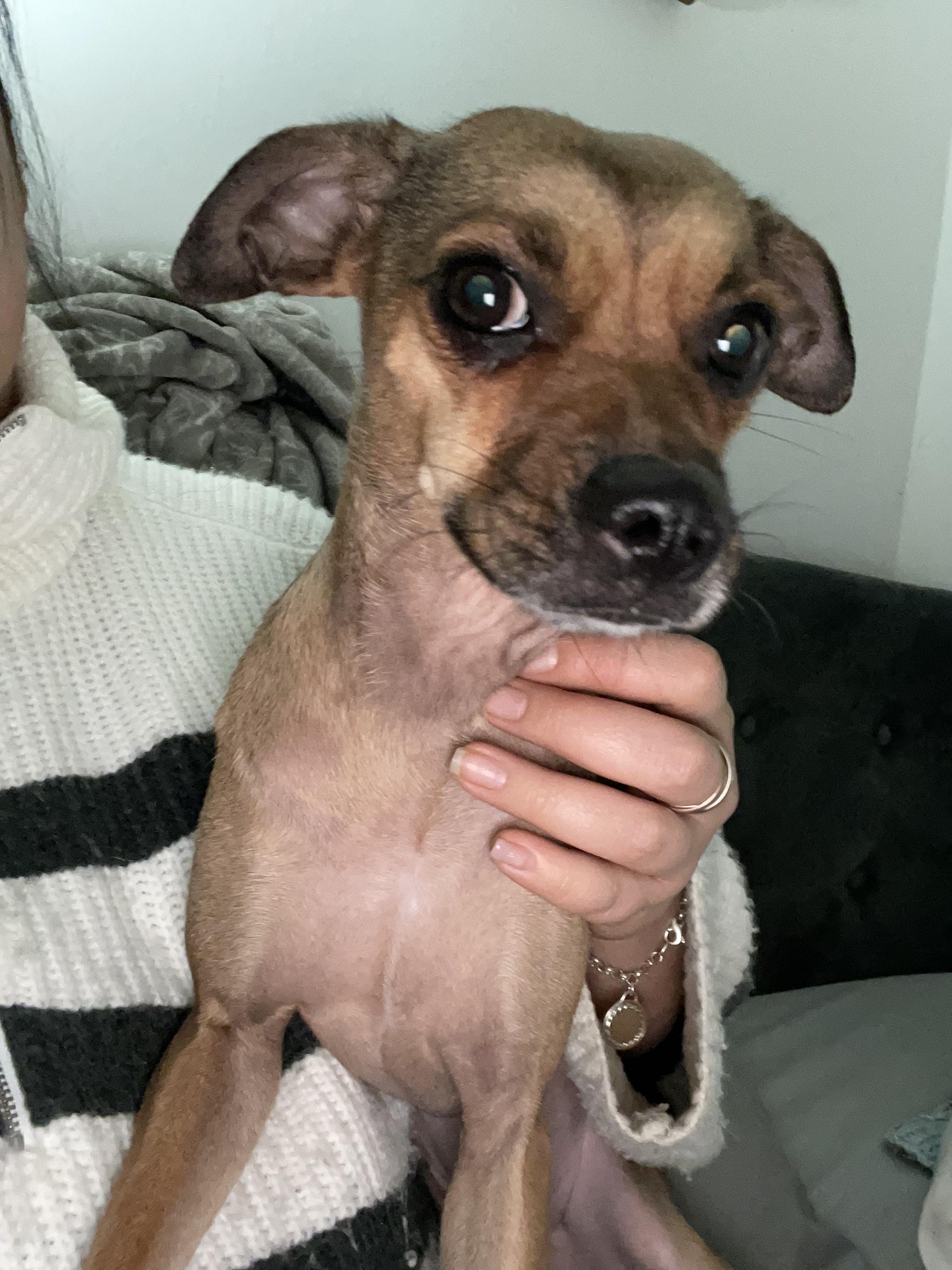 Lola, a Adoptable mixed breed in Astoria , NY image 3/6