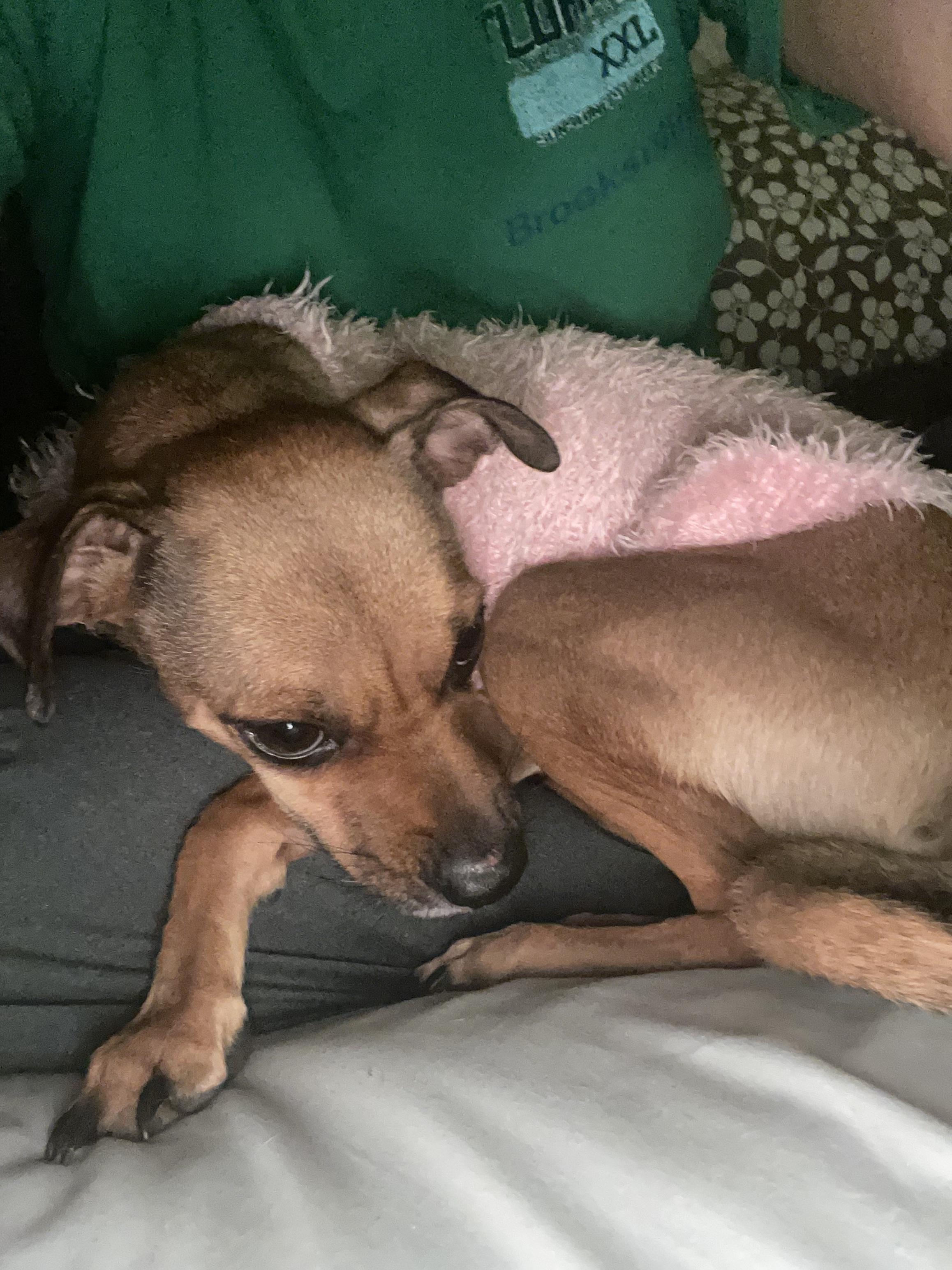 Lola, a Adoptable mixed breed in Astoria , NY image 4/6