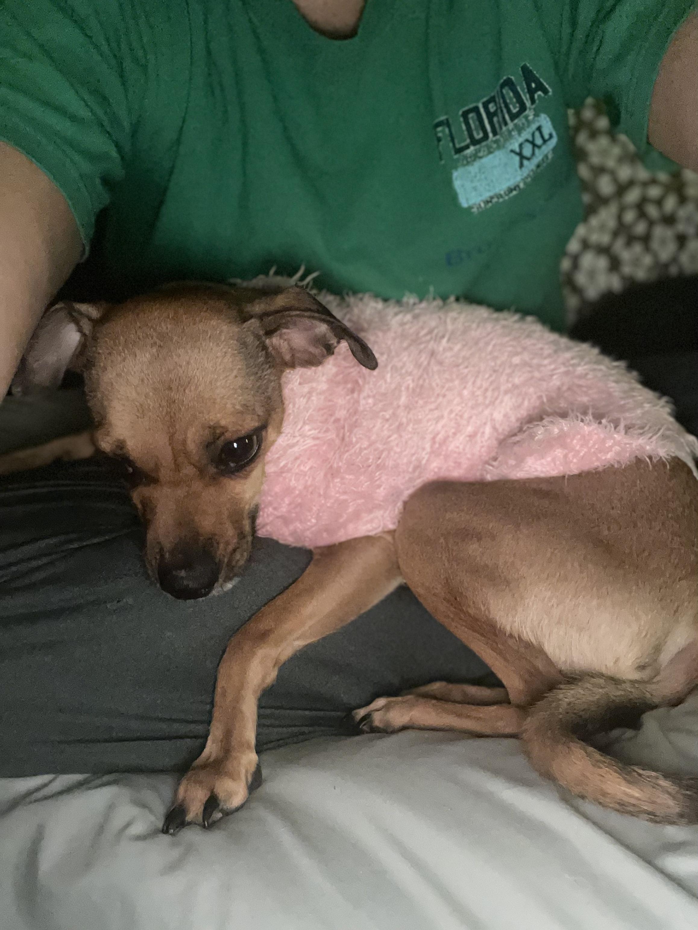 Lola, a Adoptable mixed breed in Astoria , NY image 5/6