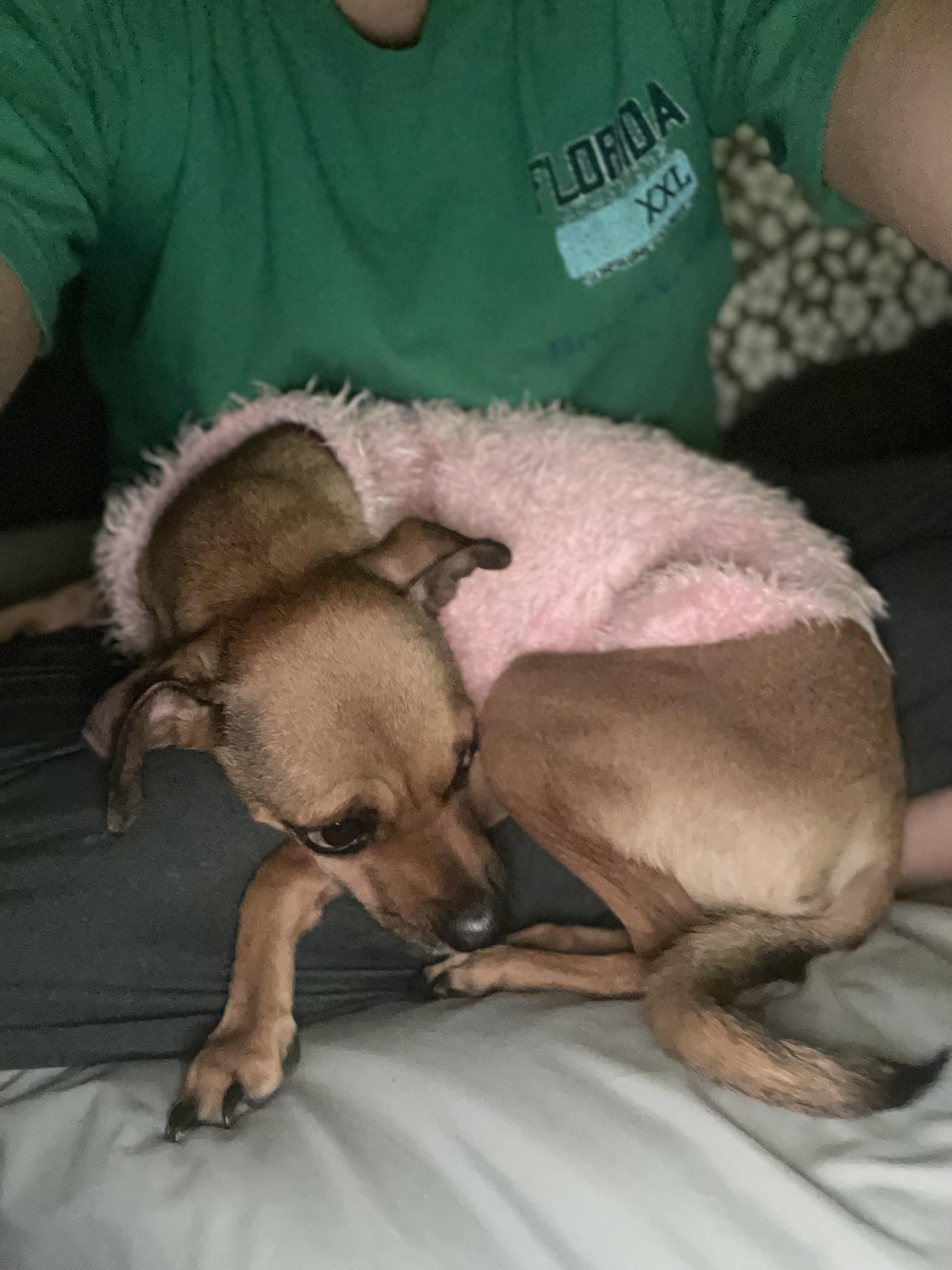 Lola, a Adoptable mixed breed in Astoria , NY image 6/6