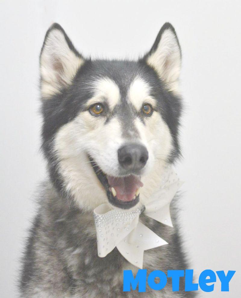 Motley, Adoptable, Senior Male Husky & Alaskan Malamute.