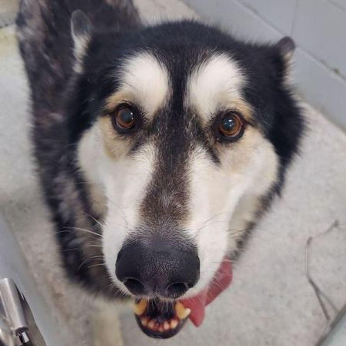Motley, a Adoptable mixed breed in Lake Havasu City, AZ image 2/2
