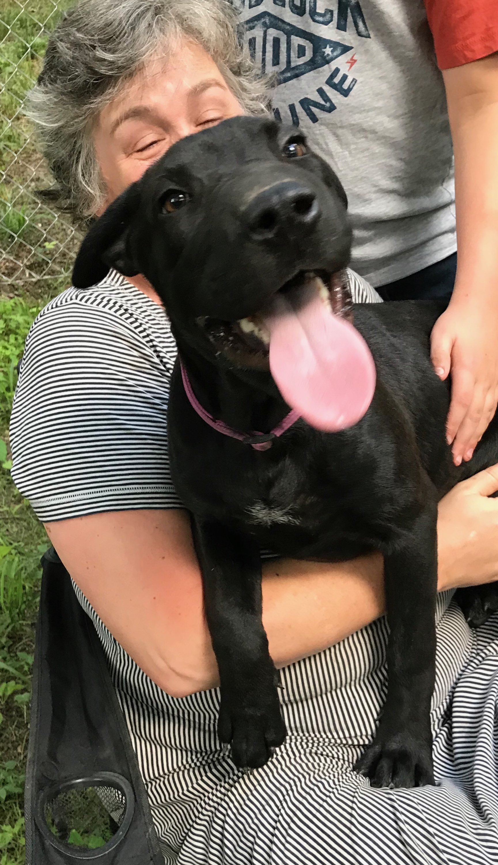 Ouiser(lovingly known as FACE), Adoptable, Adult Female Labrador Retriever & Shar-Pei.