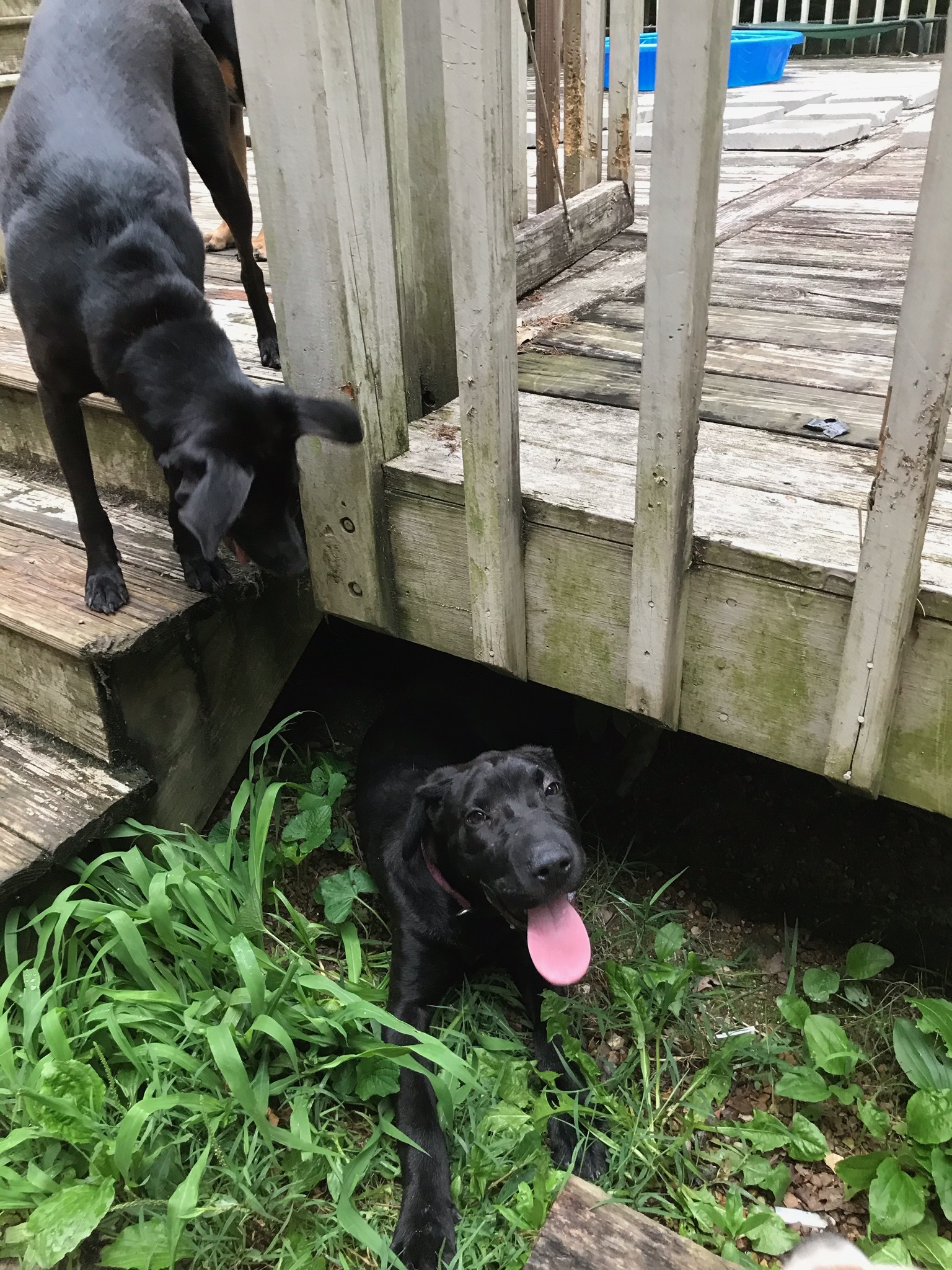 Ouiser(lovingly known as FACE), a Adoptable mixed breed in Chattanooga, TN image 2/12