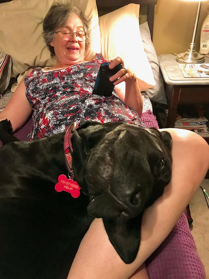 Ouiser(lovingly known as FACE), a Adoptable mixed breed in Chattanooga, TN image 3/12