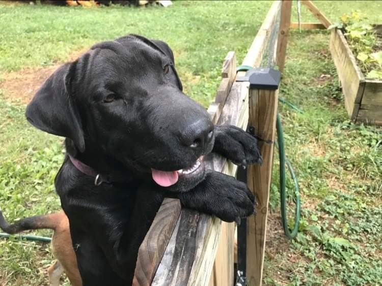 Ouiser(lovingly known as FACE), a Adoptable mixed breed in Chattanooga, TN image 4/12