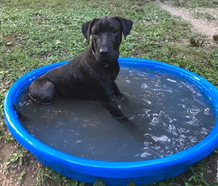 Ouiser(lovingly known as FACE), a Adoptable mixed breed in Chattanooga, TN image 5/12
