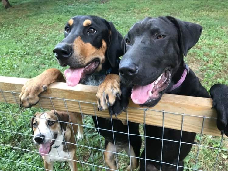 Ouiser(lovingly known as FACE), a Adoptable mixed breed in Chattanooga, TN image 6/12