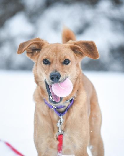 Enlarge Elly, a Adoptable Mixed Breed in Jamestown, NY image 1/3