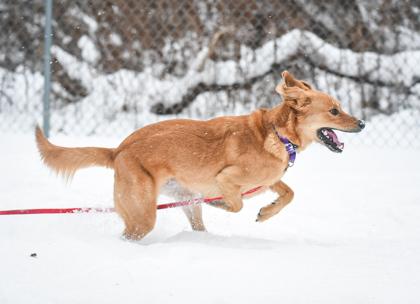 Enlarge Elly, a Adoptable Mixed Breed in Jamestown, NY image 2/3
