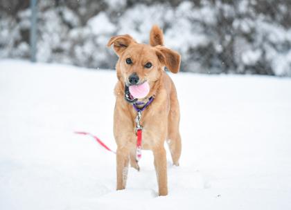 Enlarge Elly, a Adoptable Mixed Breed in Jamestown, NY image 3/3