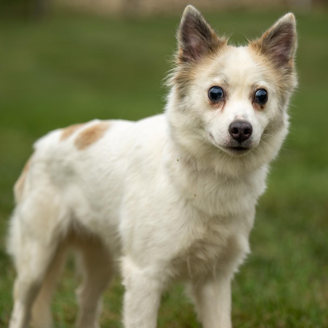 Enlarge Princess, a Adoptable mixed breed in Phoenixville, PA image 4/6