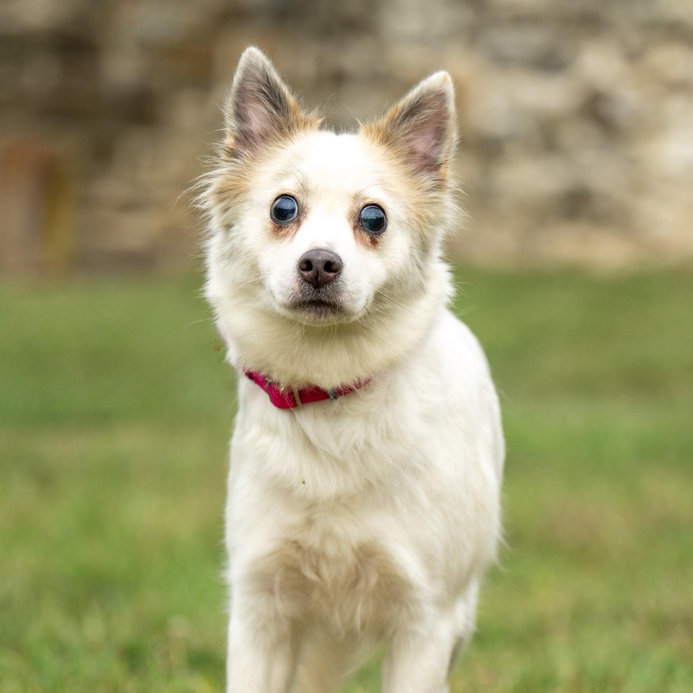 Enlarge Princess, a Adoptable mixed breed in Phoenixville, PA image 5/6