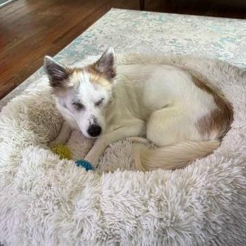 Enlarge Princess, a Adoptable mixed breed in Phoenixville, PA image 3/6