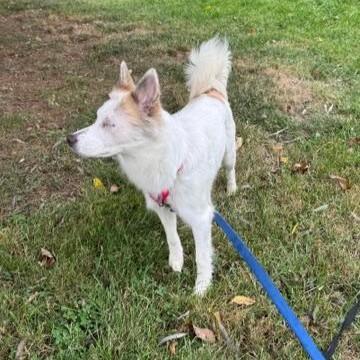 Enlarge Princess, a Adoptable mixed breed in Phoenixville, PA image 2/6