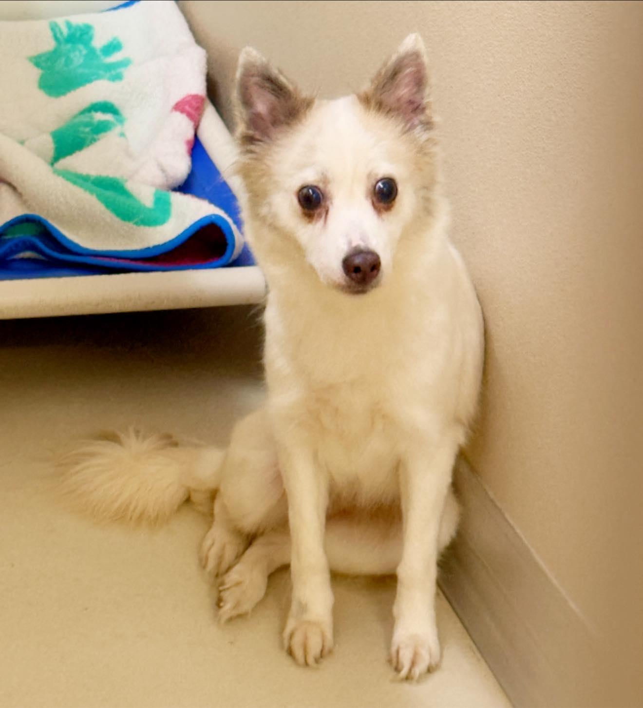 Enlarge Princess, a Adoptable mixed breed in Phoenixville, PA image 6/6