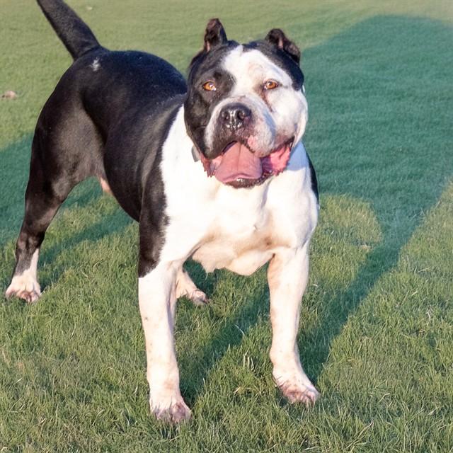 DUBS, Adoptable, Adult Female Pit Bull Terrier.