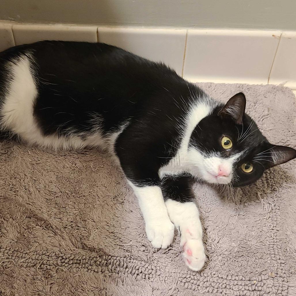 Avalanche, Adoptable, Young Female Domestic Short Hair.