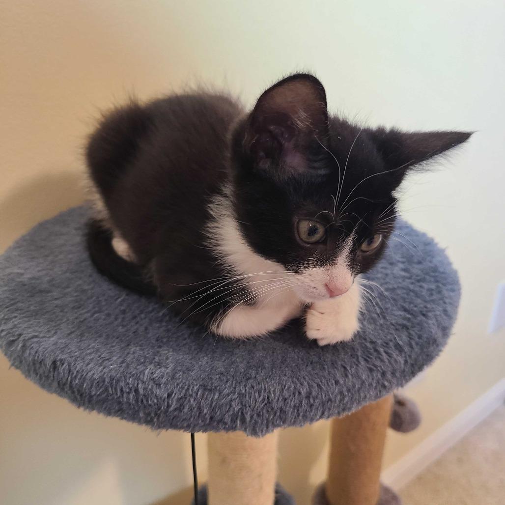 Enlarge Avalanche, a Adoptable Domestic Short Hair in Valdosta , GA image 2/3