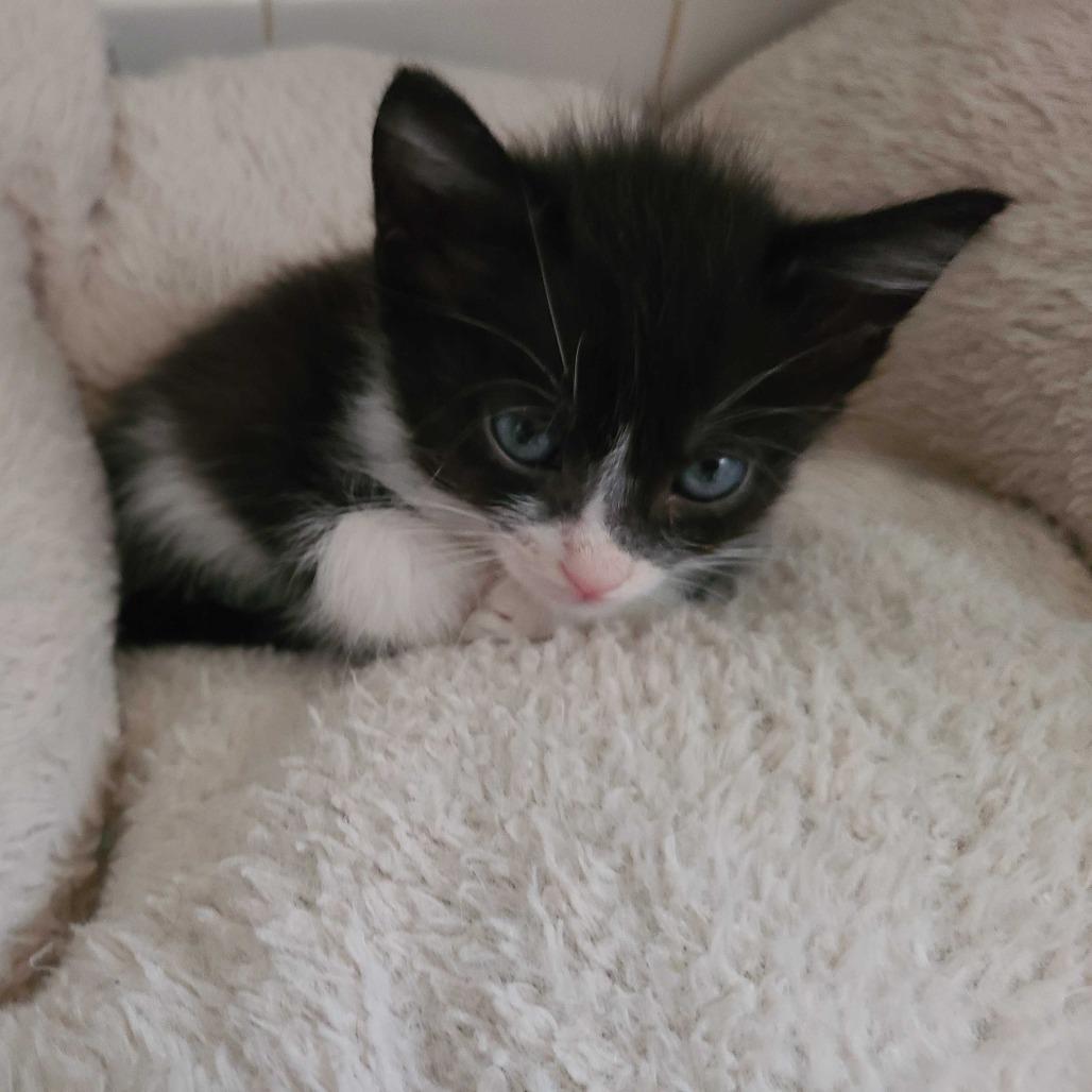 Enlarge Avalanche, a Adoptable Domestic Short Hair in Valdosta , GA image 3/3