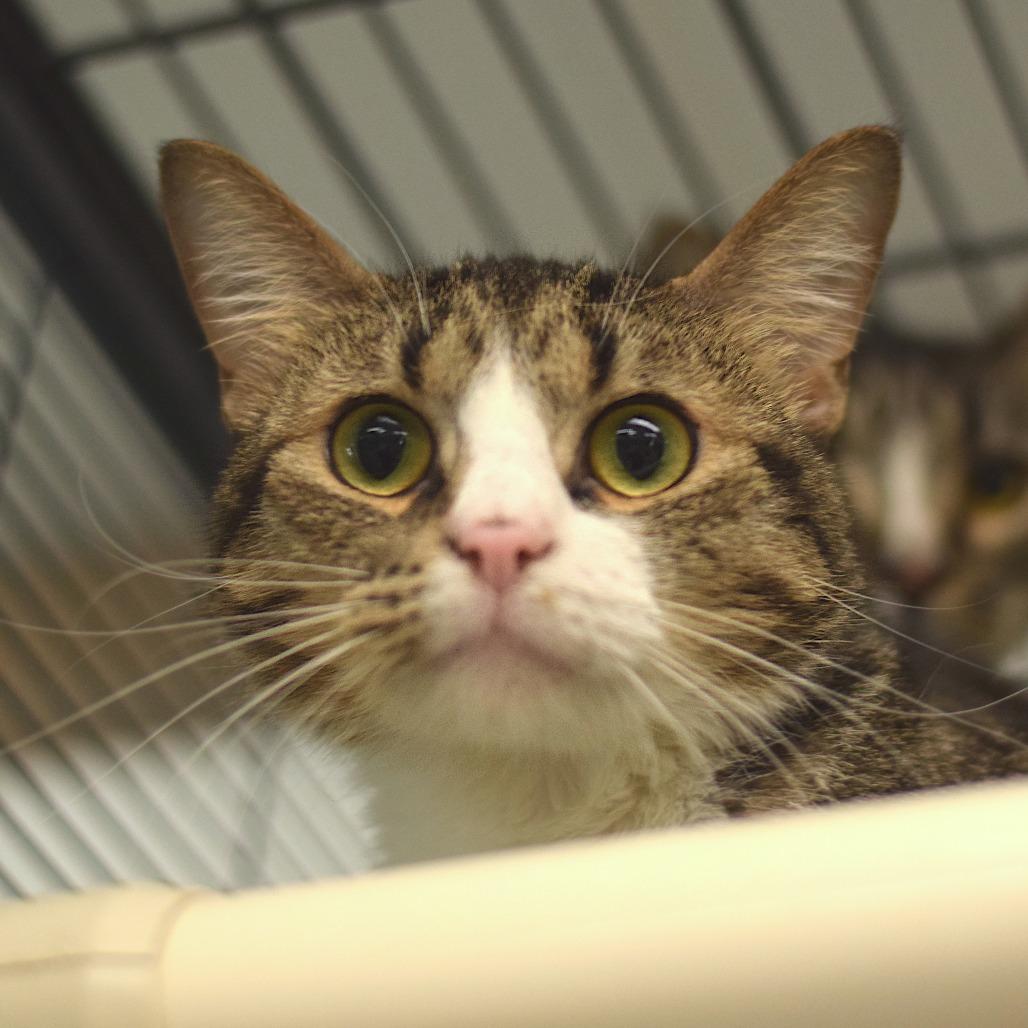 Jack, Adoptable, Young Male Domestic Short Hair.