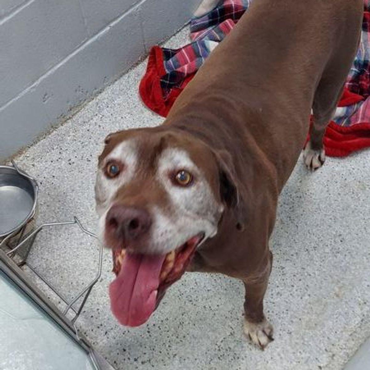 Kirby, Adoptable, Senior Male Labrador Retriever & Mixed Breed.