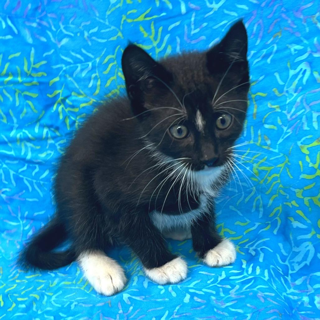 Rami, Adoptable, Kitten Male Domestic Short Hair.
