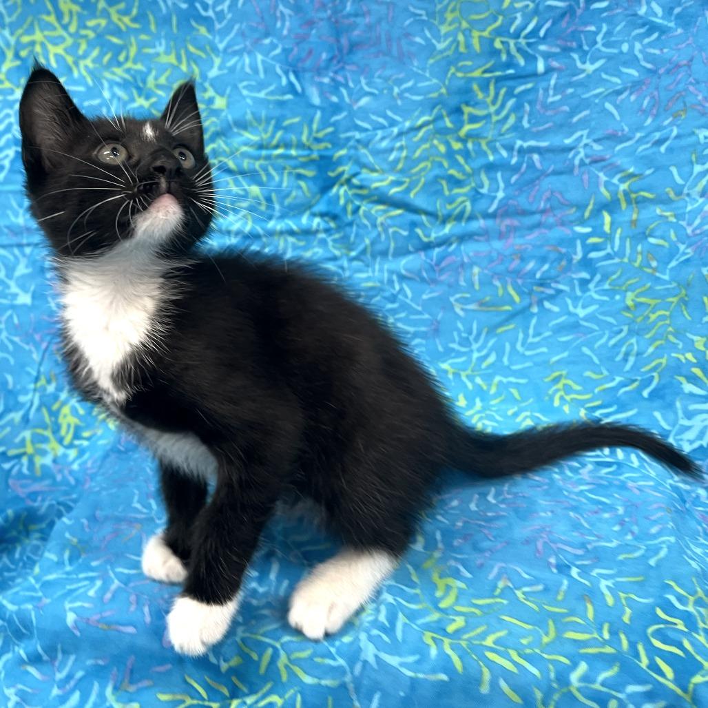 Rami, a Adoptable Domestic Short Hair in Folsom, LA image 2/2