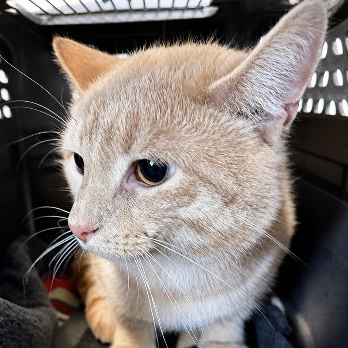 Tigger, an adopted Domestic Short Hair in Roanoke, VA image 3/3