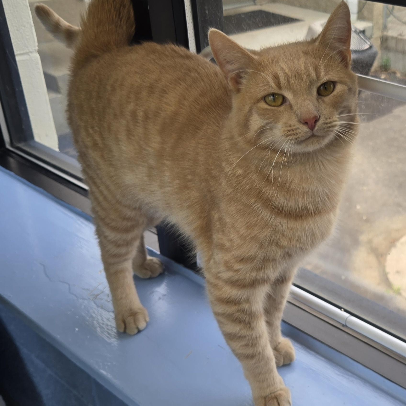 Tigger, an adopted Domestic Short Hair in Roanoke, VA image 2/3