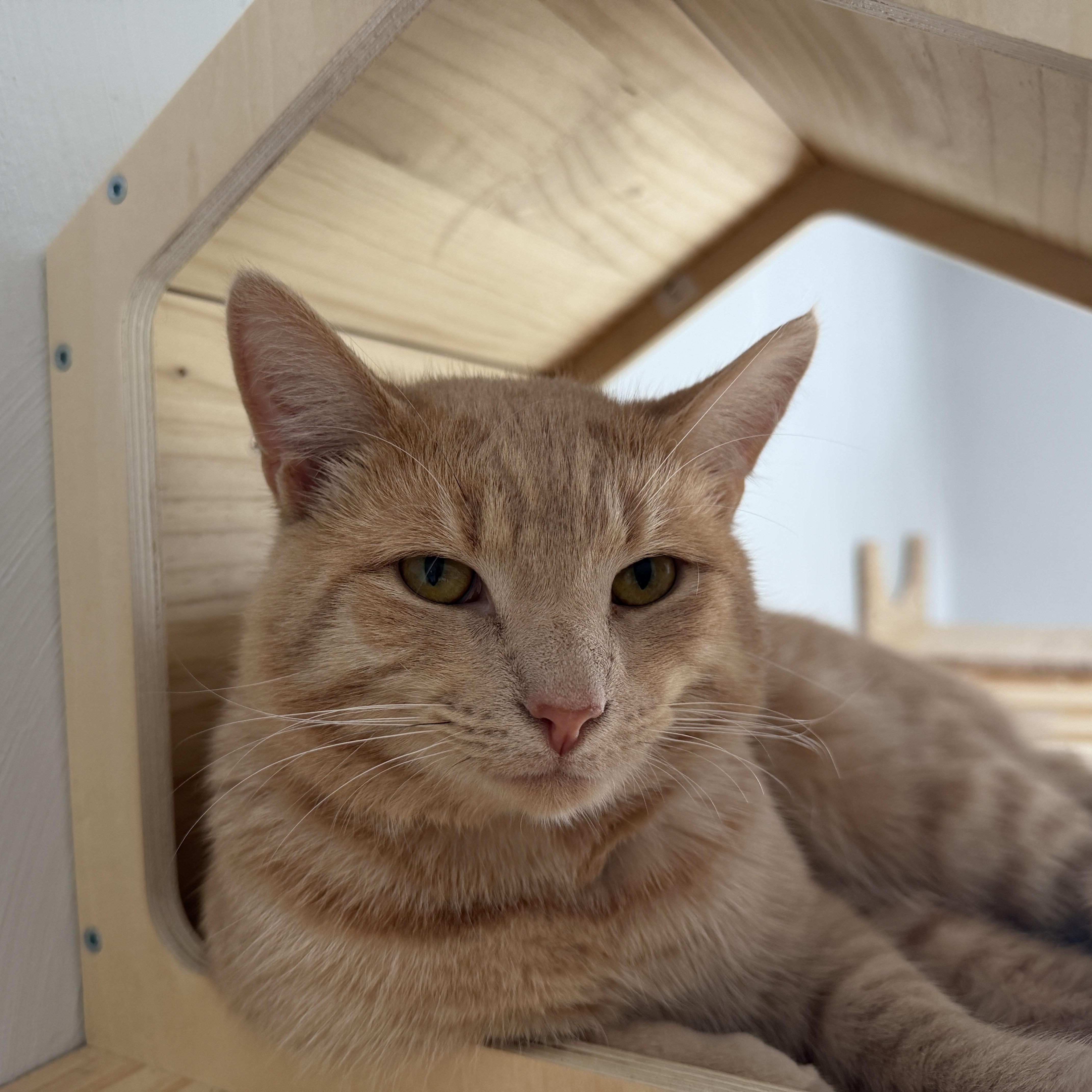 Tigger, adopted, Young Male Domestic Short Hair.