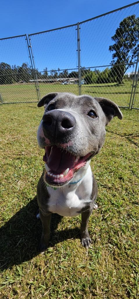 Enlarge Lola, a Adoptable Terrier in Brookings, OR image 1/2