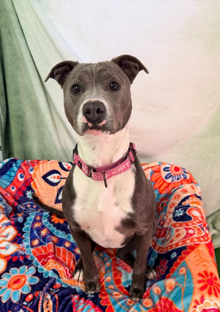 Enlarge Lola, a Adoptable Terrier in Brookings, OR image 2/2