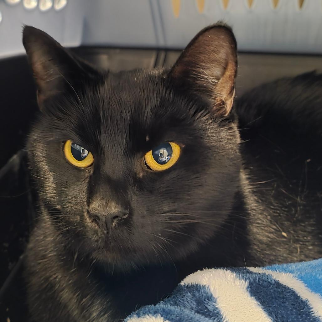 Barnie, Adoptable, Adult Male Domestic Short Hair.