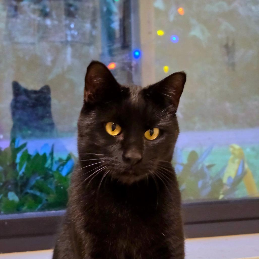 Barnie, Adoptable, Adult Male Domestic Short Hair.