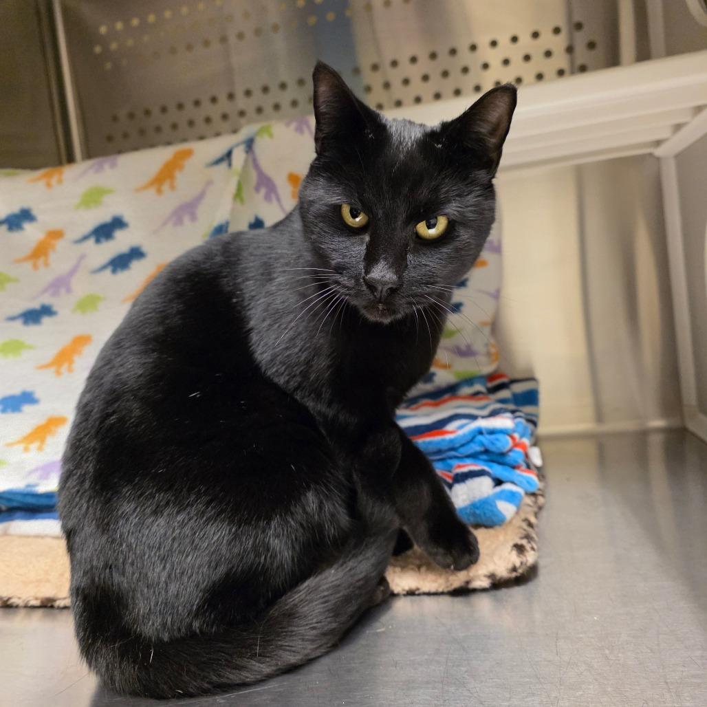 Barnie, a Adoptable Domestic Short Hair in Port Townsend, WA image 3/6