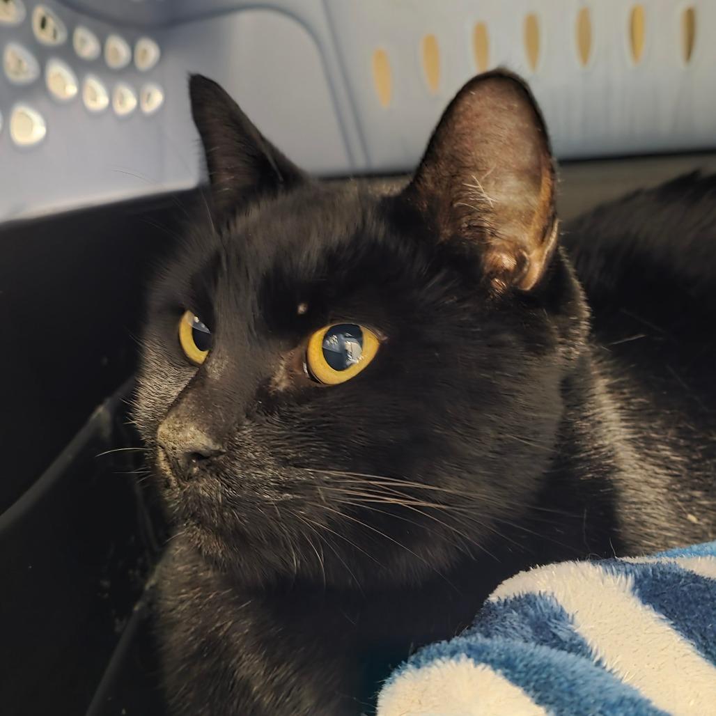 Barnie, a Adoptable Domestic Short Hair in Port Townsend, WA image 4/6