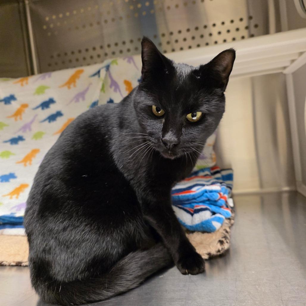 Barnie, a Adoptable Domestic Short Hair in Port Townsend, WA image 5/6